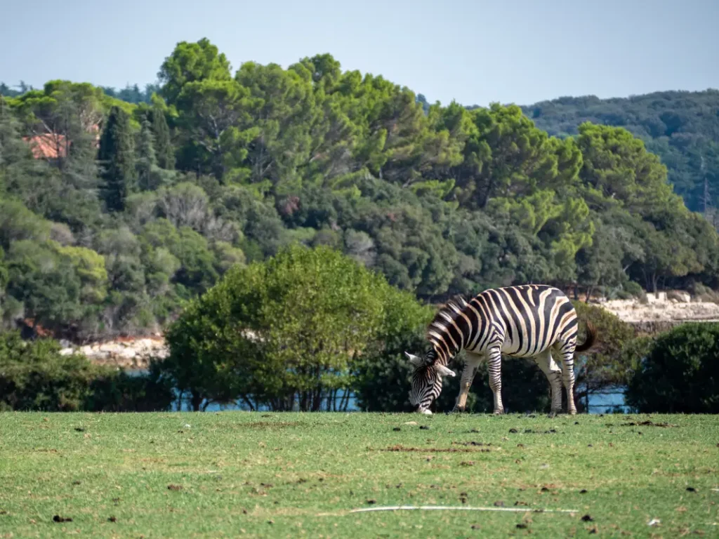 The Aberdares National Park