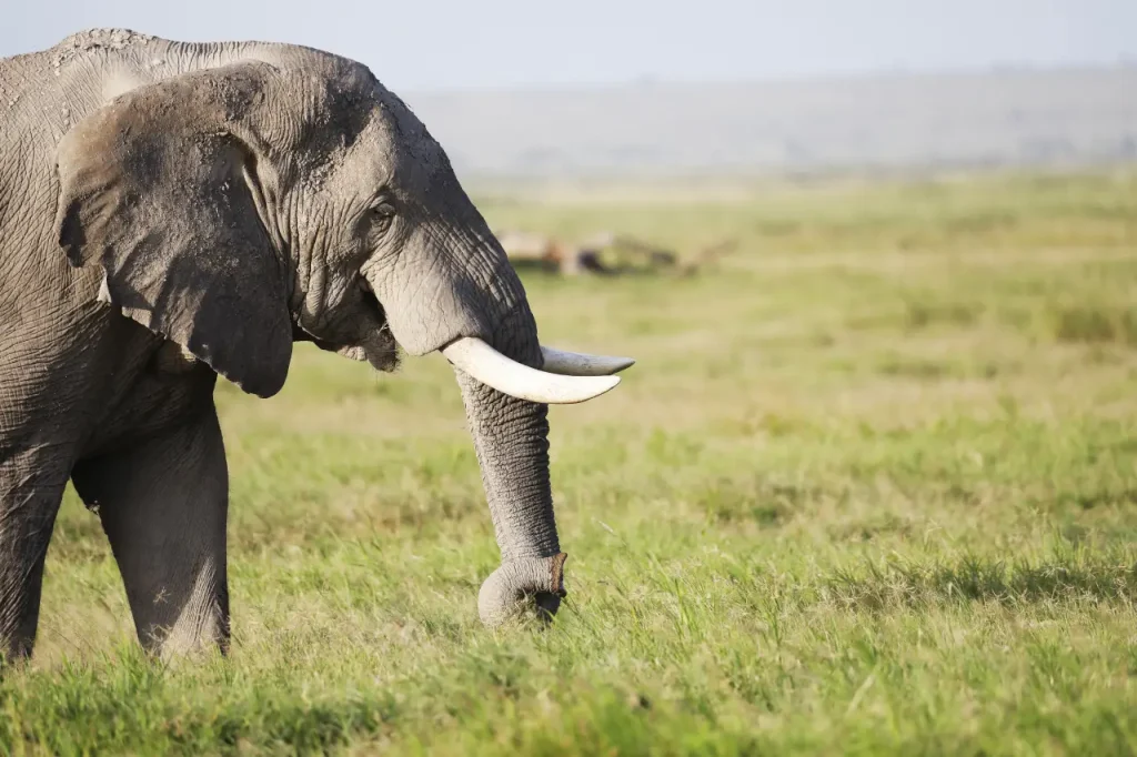 Amboseli National Park