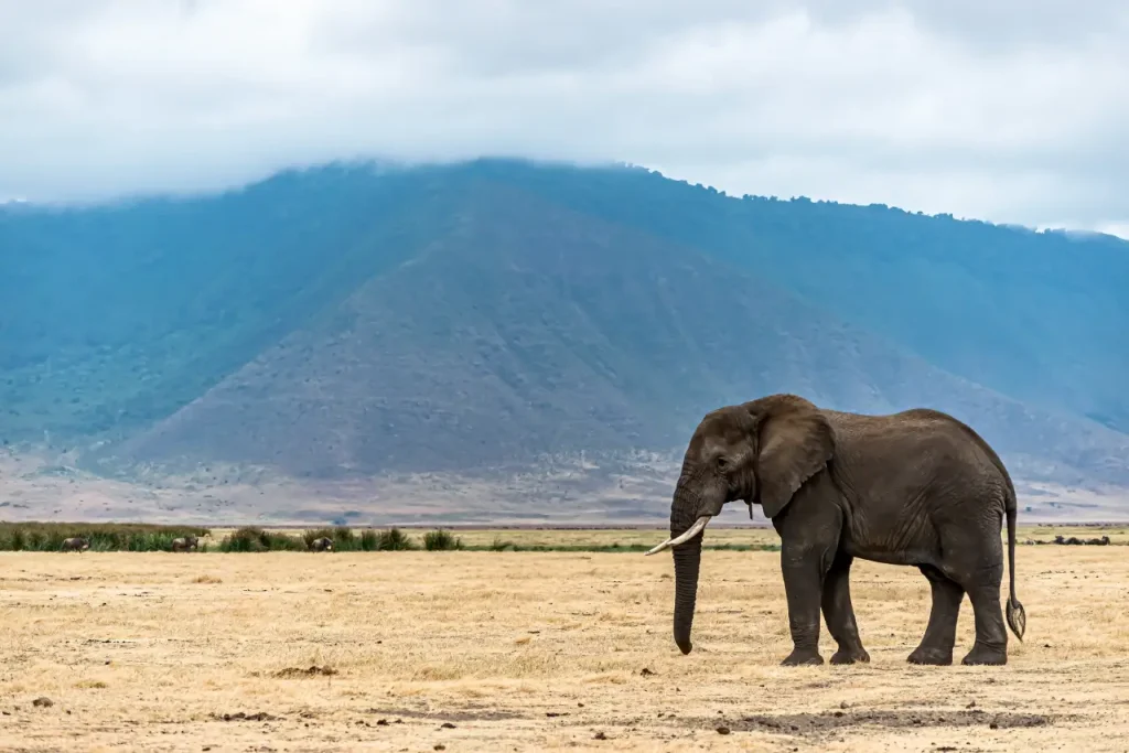 Mount Kenya National Park