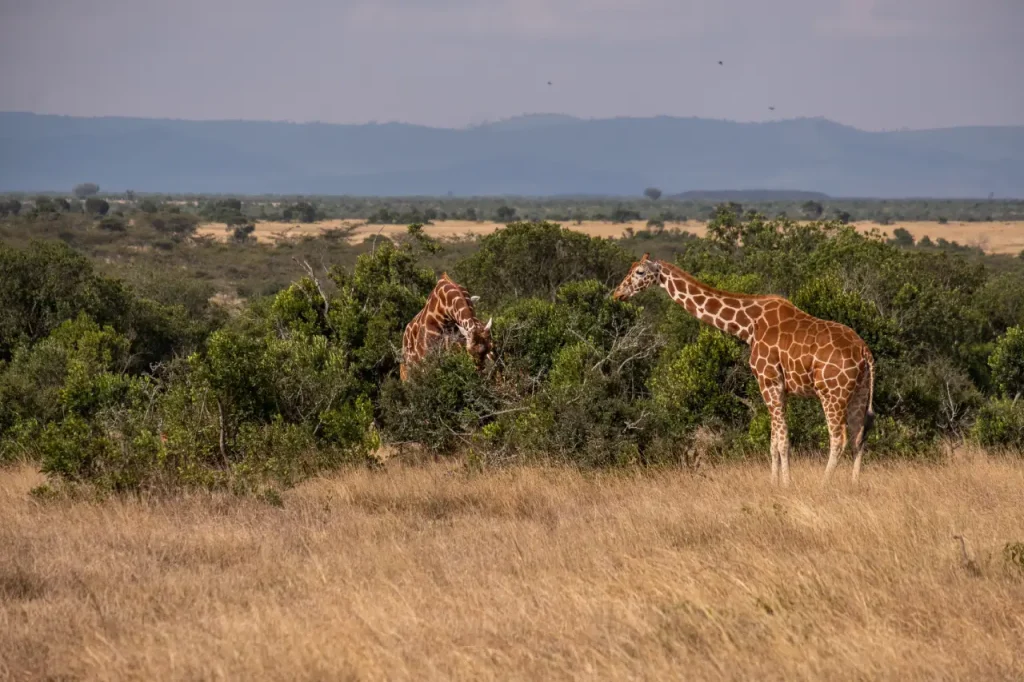 Nairobi National Park