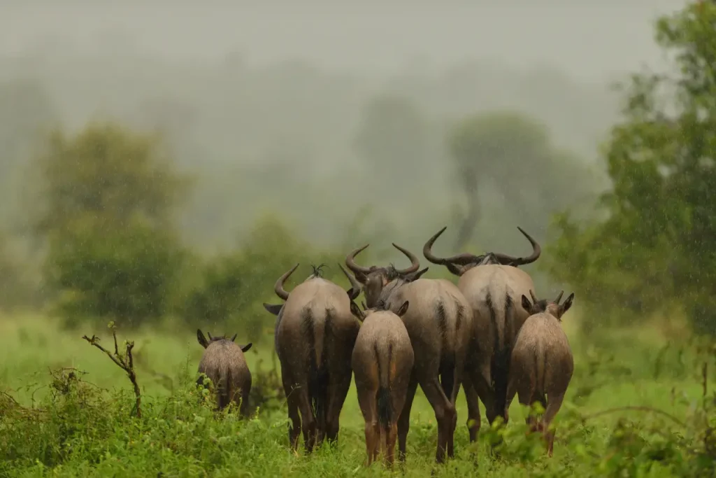 Tarangire National Park